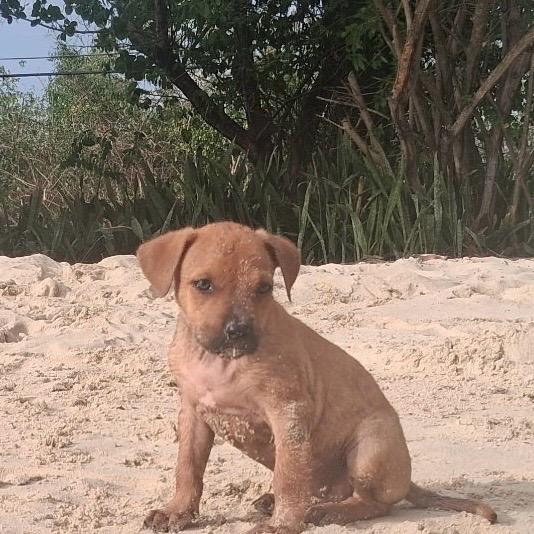 Enlarge Pivot, a Adoptable Mixed Breed in Frederiksted, VI image 2/4