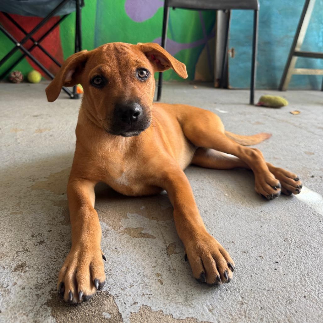 Enlarge Pivot, a Adoptable Mixed Breed in Frederiksted, VI image 3/4