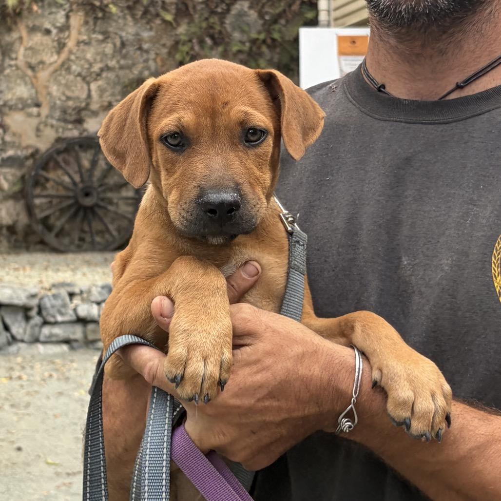 Enlarge Pivot, a Adoptable Mixed Breed in Frederiksted, VI image 4/4
