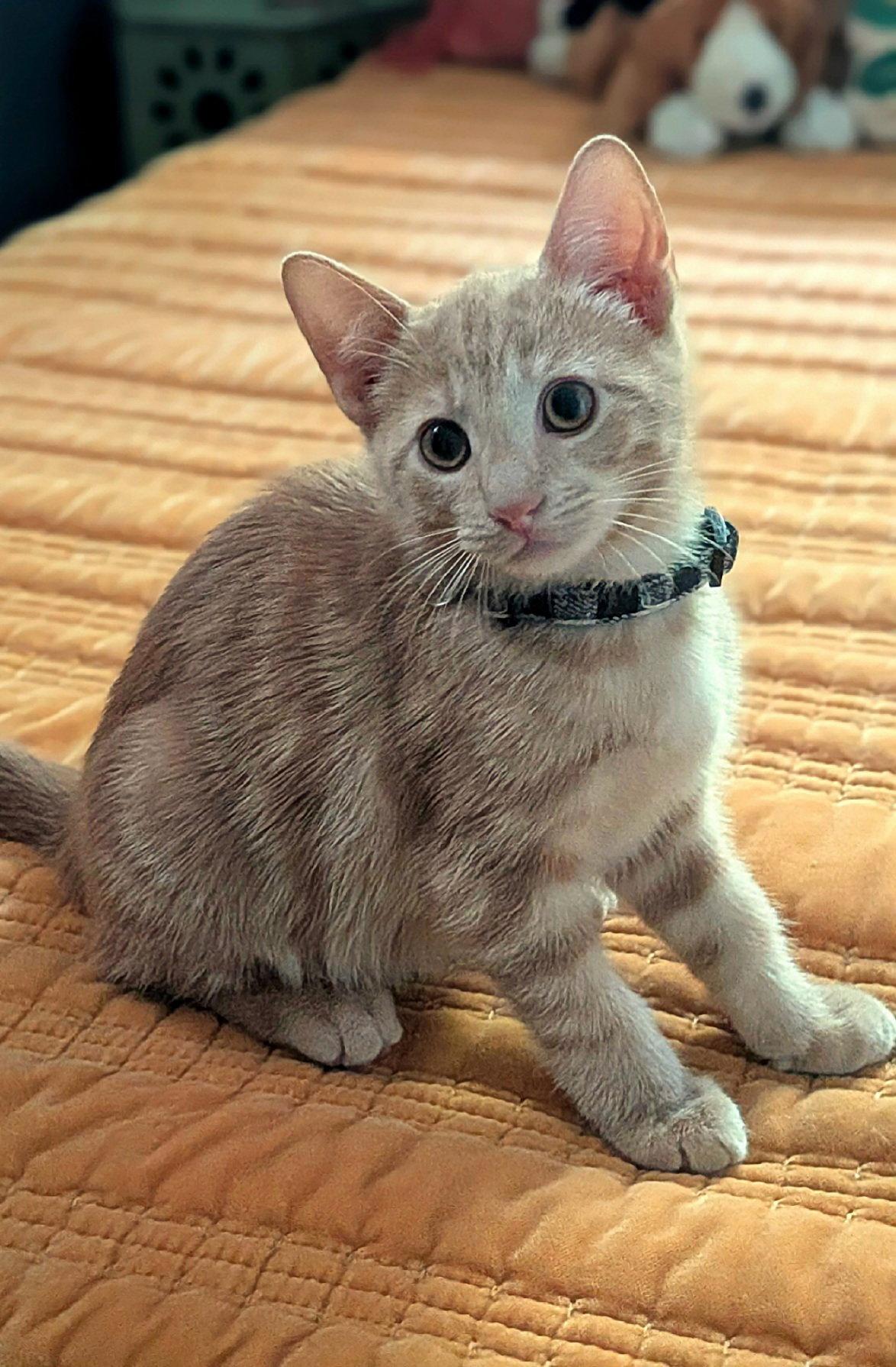 Sam, Adopted, Kitten Male Domestic Short Hair.