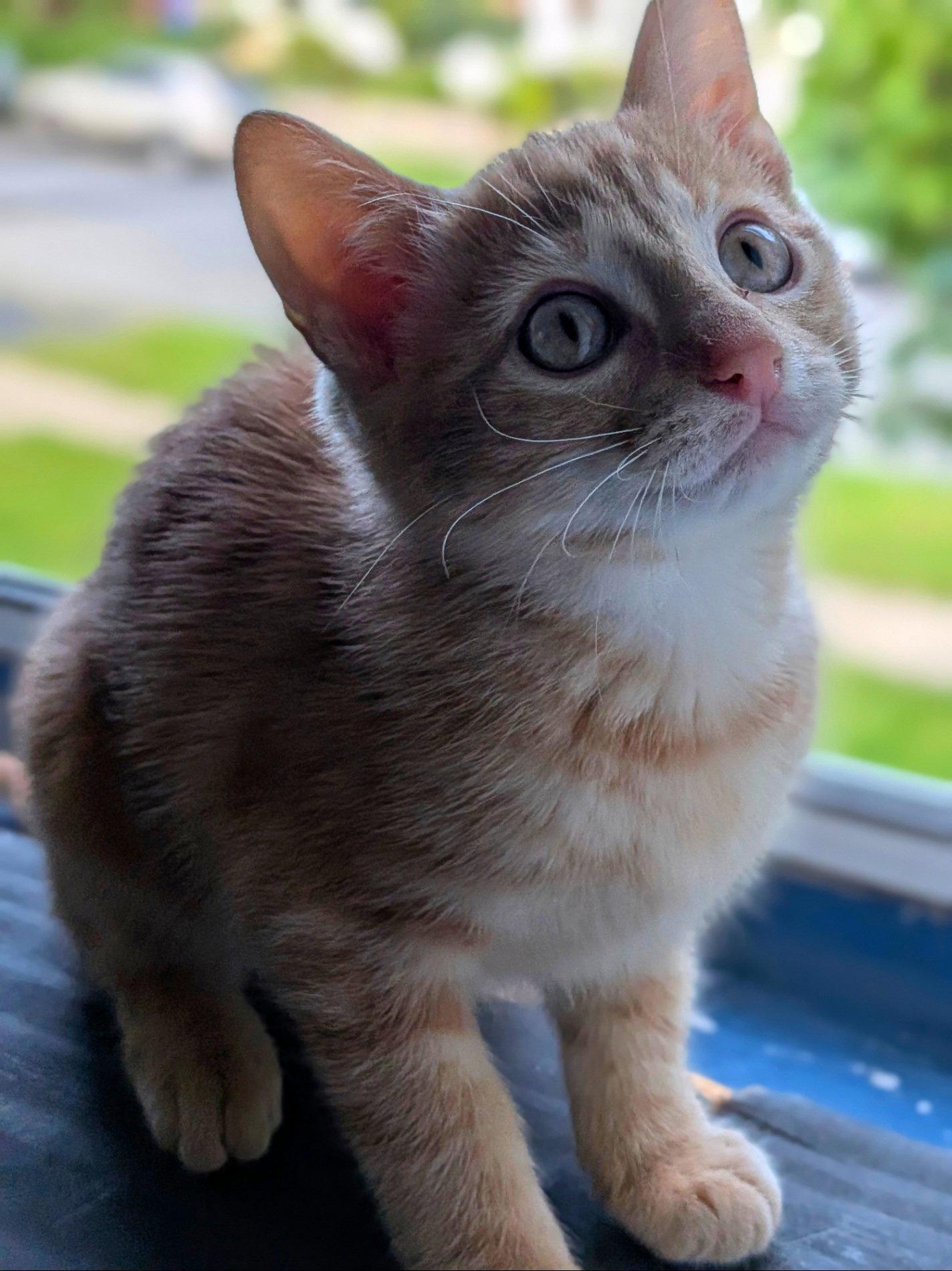 Enlarge Sam, a Adopted Domestic Short Hair in Whitehall, PA image 2/3
