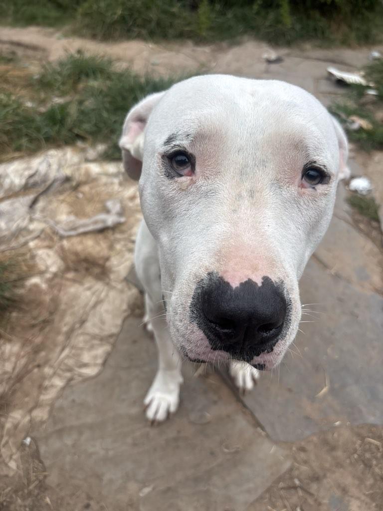 Enlarge Juco, an adoptable mixed breed in Tomball, TX image 6/6