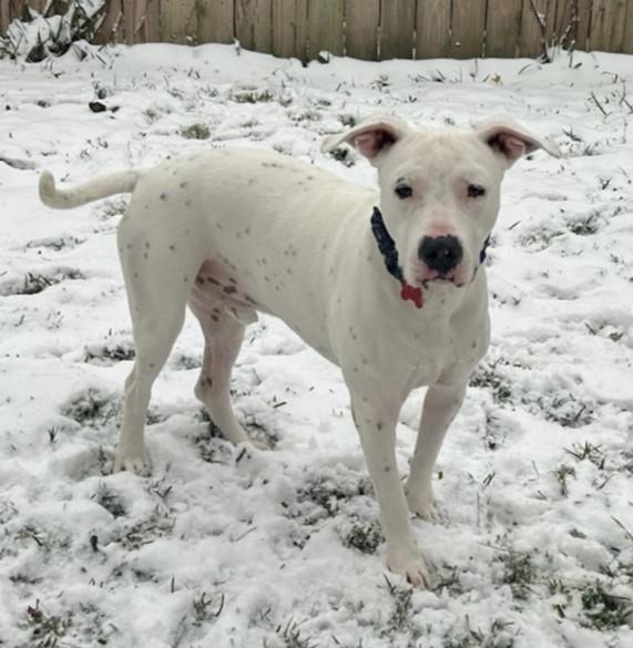 Enlarge Juco, an adoptable mixed breed in Tomball, TX image 4/6