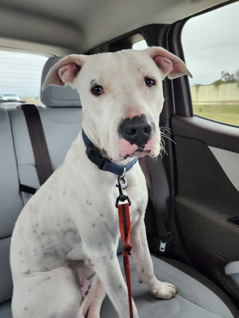 Enlarge Juco, an adoptable mixed breed in Tomball, TX image 3/6