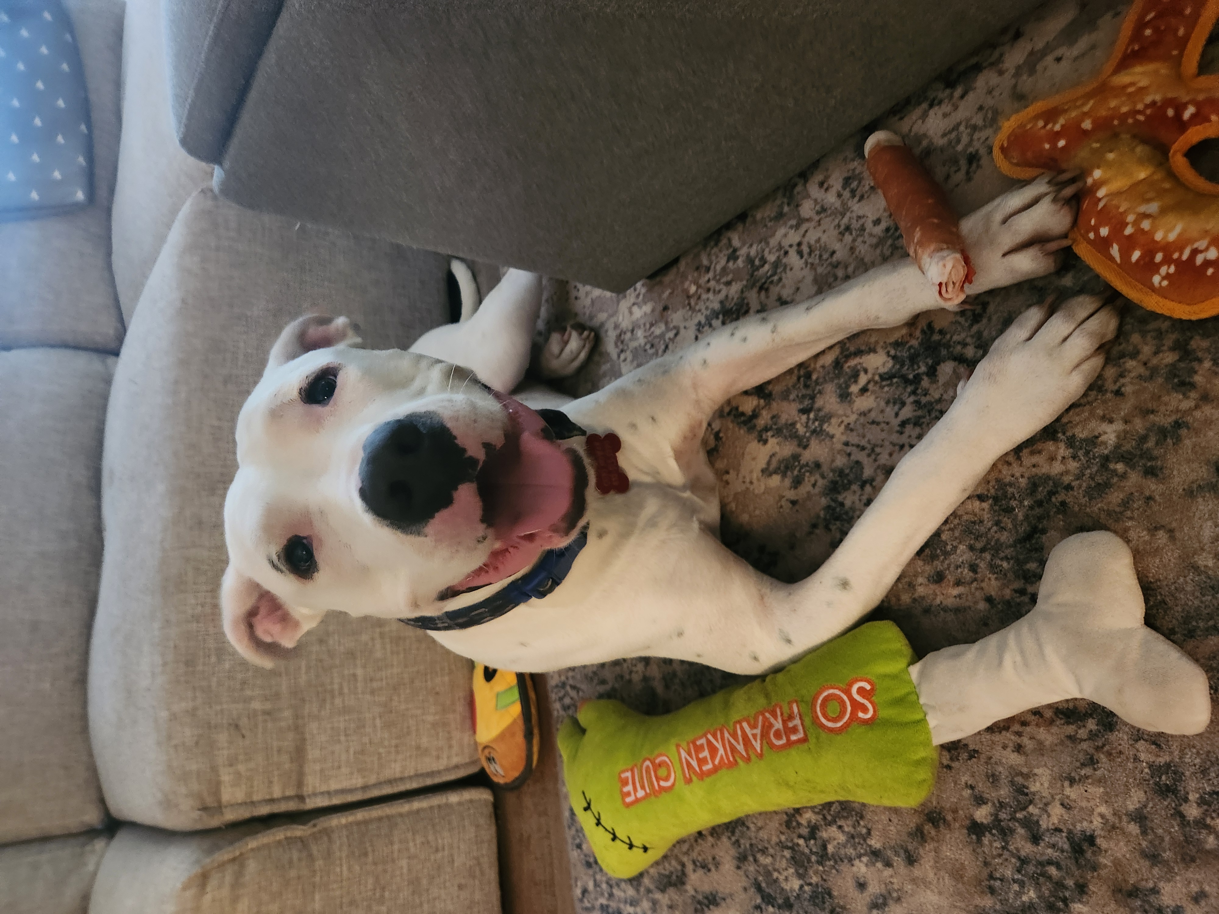 Enlarge Juco, an adoptable mixed breed in Tomball, TX image 2/6