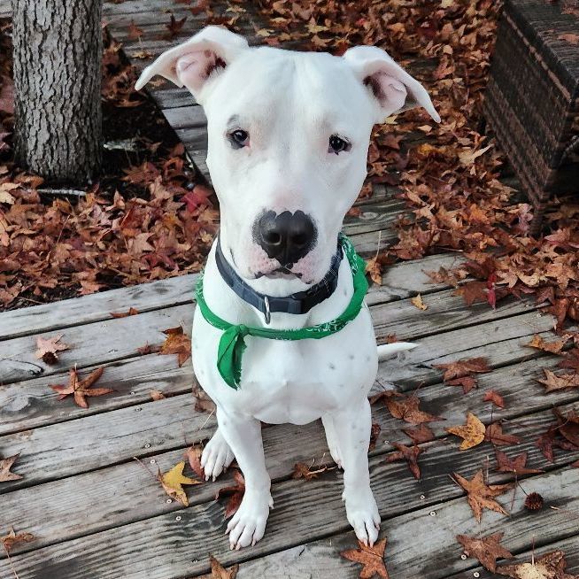 Enlarge Juco, an adoptable mixed breed in Tomball, TX image 1/6