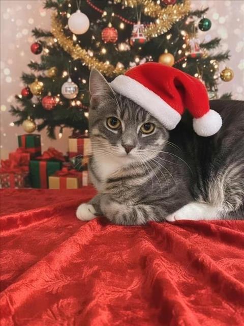 MAIZIE, Adoptable, Young Female Domestic Short Hair.