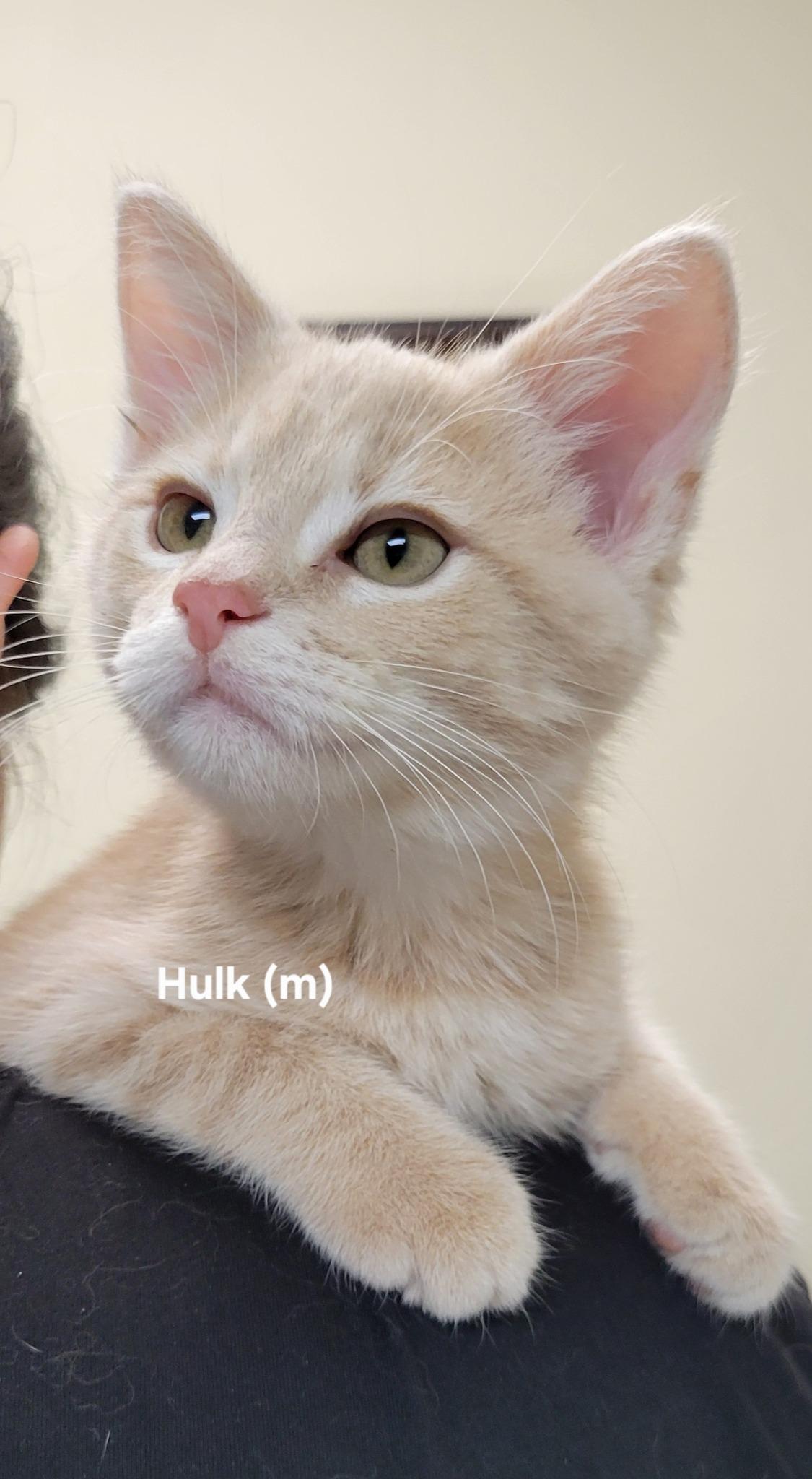 Hulk