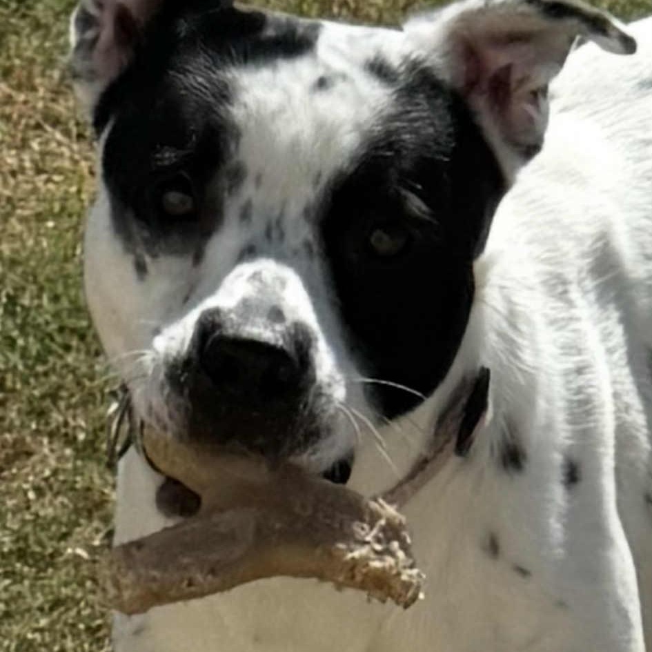 Enlarge Dottie, a Adoptable mixed breed in Winchester, VA image 2/3