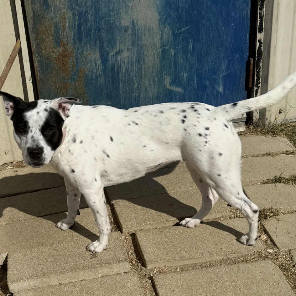 Enlarge Dottie, a Adoptable mixed breed in Winchester, VA image 3/3