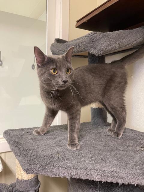 SHAMROCK, Adoptable, Kitten Male Domestic Short Hair.