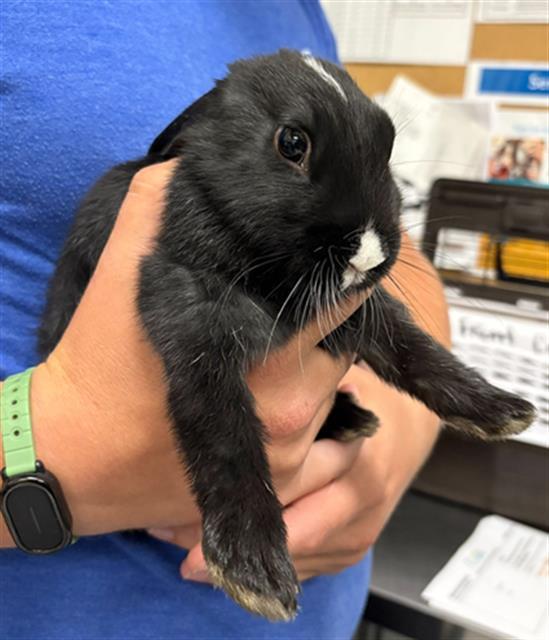 BELLA, Adoptable, Young Female Bunny Rabbit.