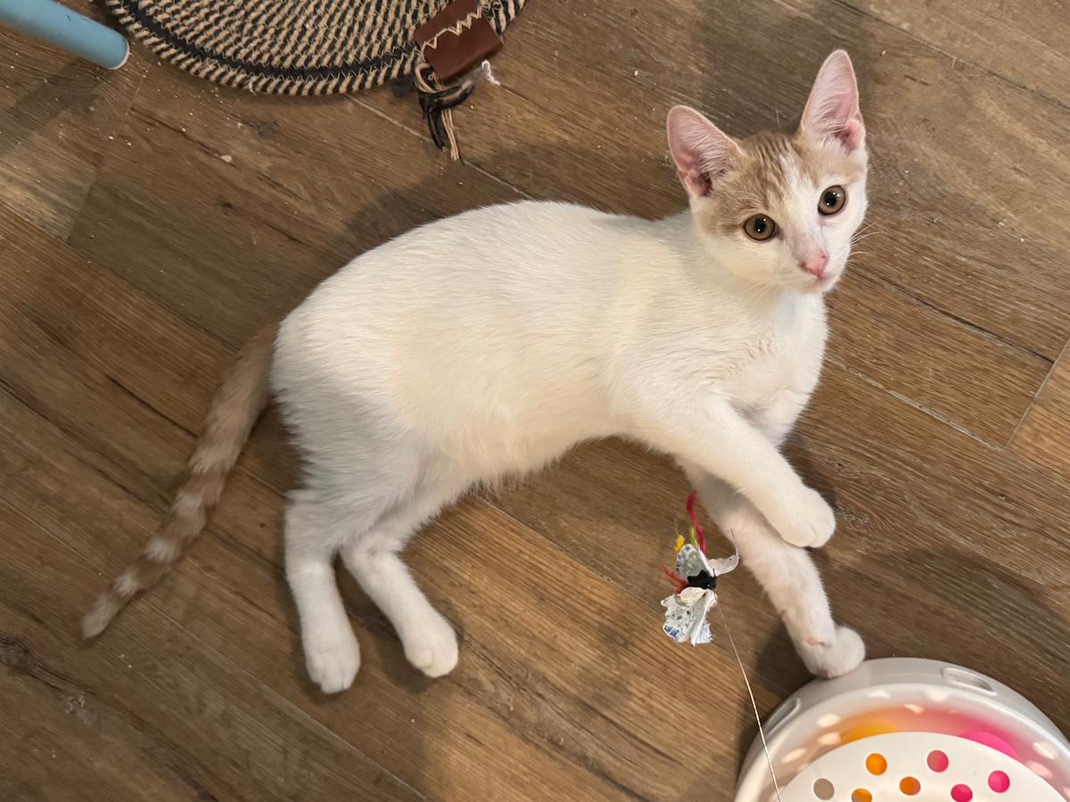Zeus, Adoptable, Young Male Domestic Short Hair.