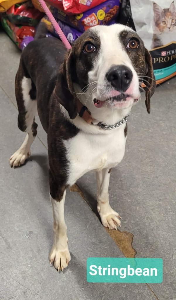 Enlarge Stringbean, a Adoptable mixed breed in Richmond, IN image 1/3