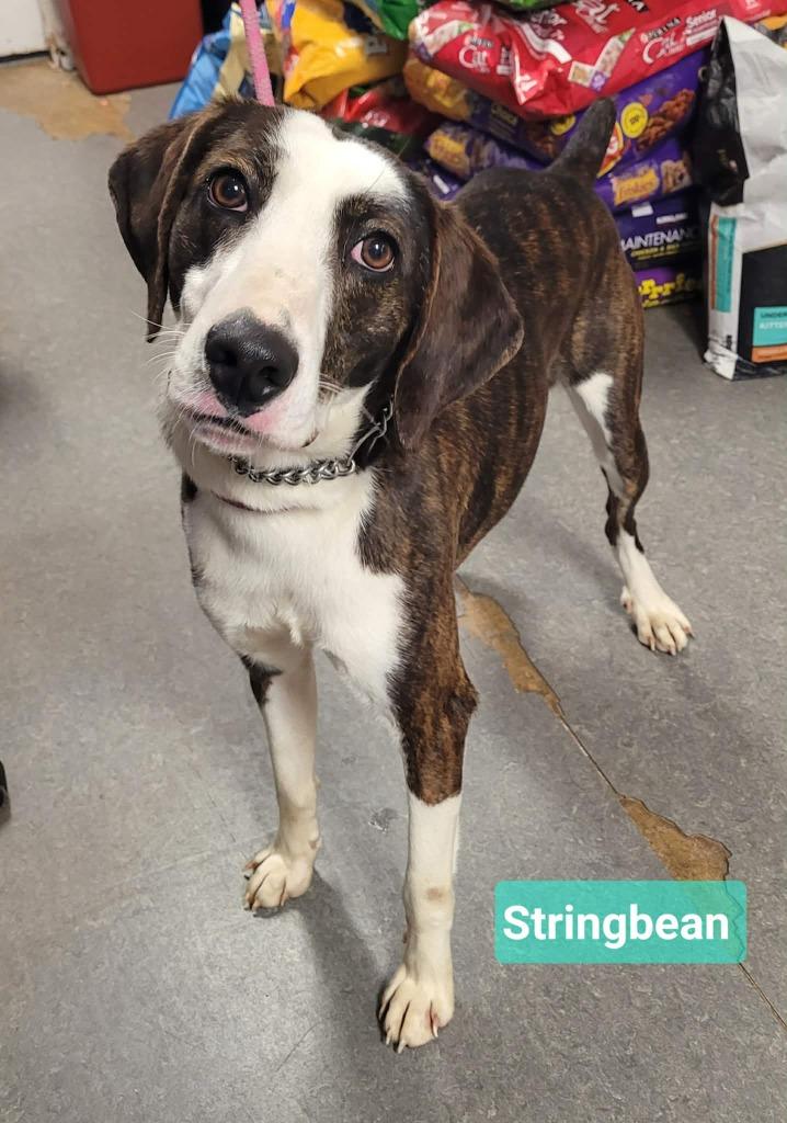 Enlarge Stringbean, a Adoptable mixed breed in Richmond, IN image 2/3