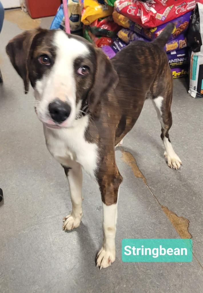 Enlarge Stringbean, a Adoptable mixed breed in Richmond, IN image 3/3