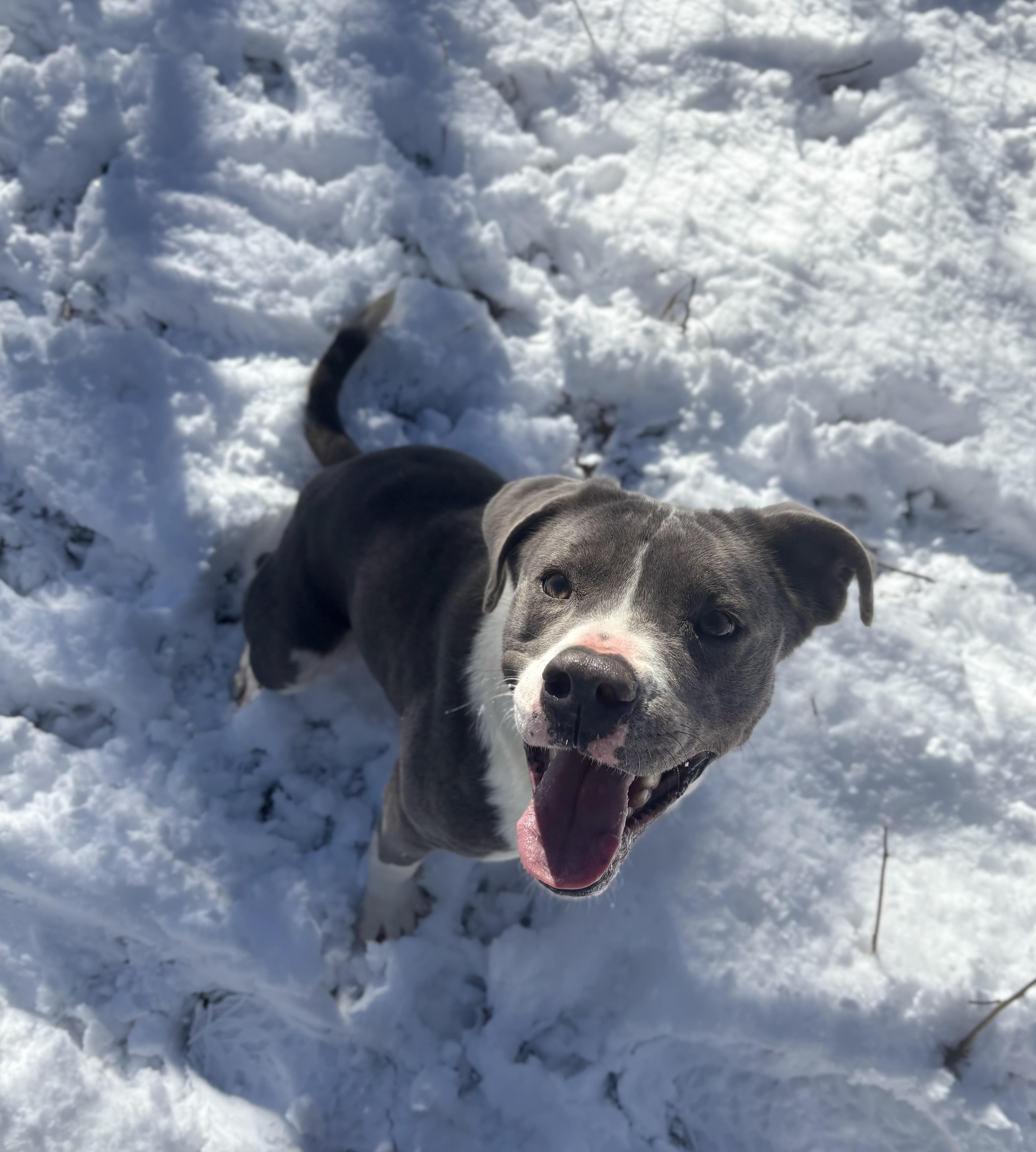 Taffy, Adoptable, Adult Female Mixed Breed.