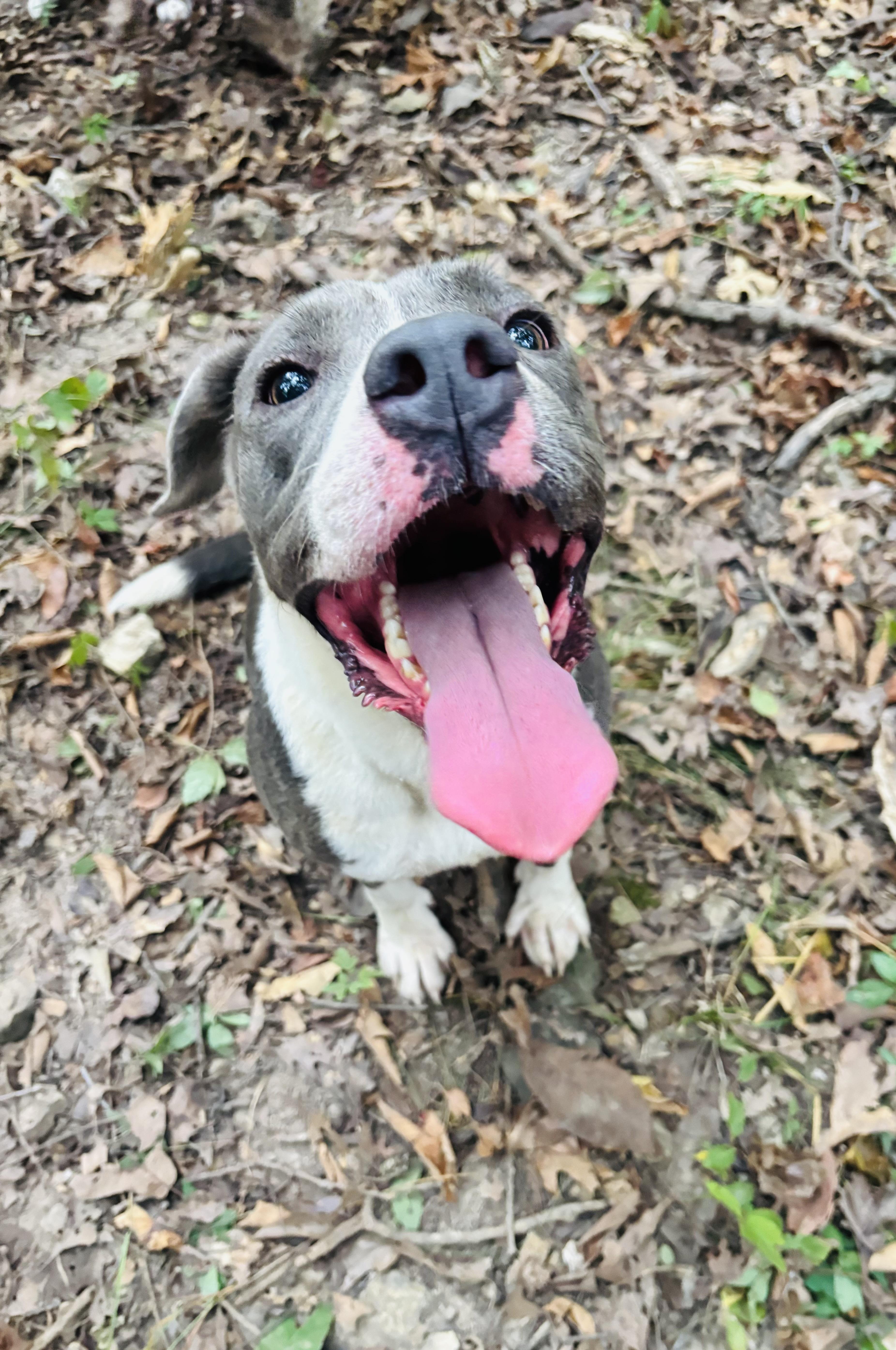 Taffy, a Adoptable mixed breed in Rogers, AR image 1/3