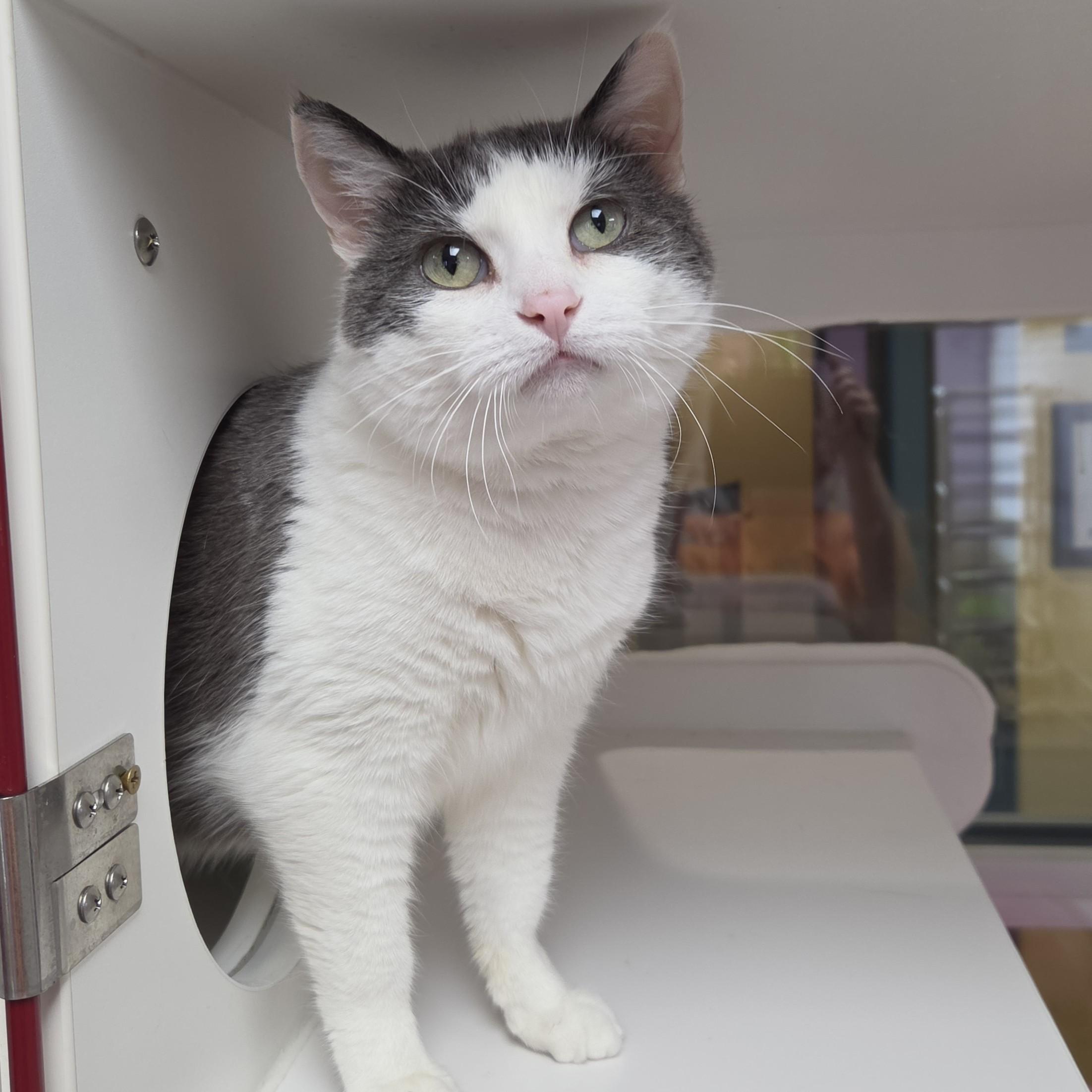 Enlarge KitKat, a ADOPTABLE Domestic Short Hair in Marshfield, WI image 2/5
