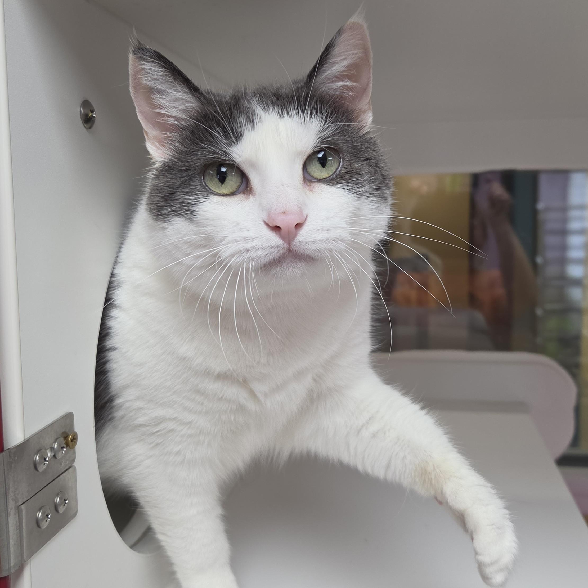 Enlarge KitKat, a ADOPTABLE Domestic Short Hair in Marshfield, WI image 4/5