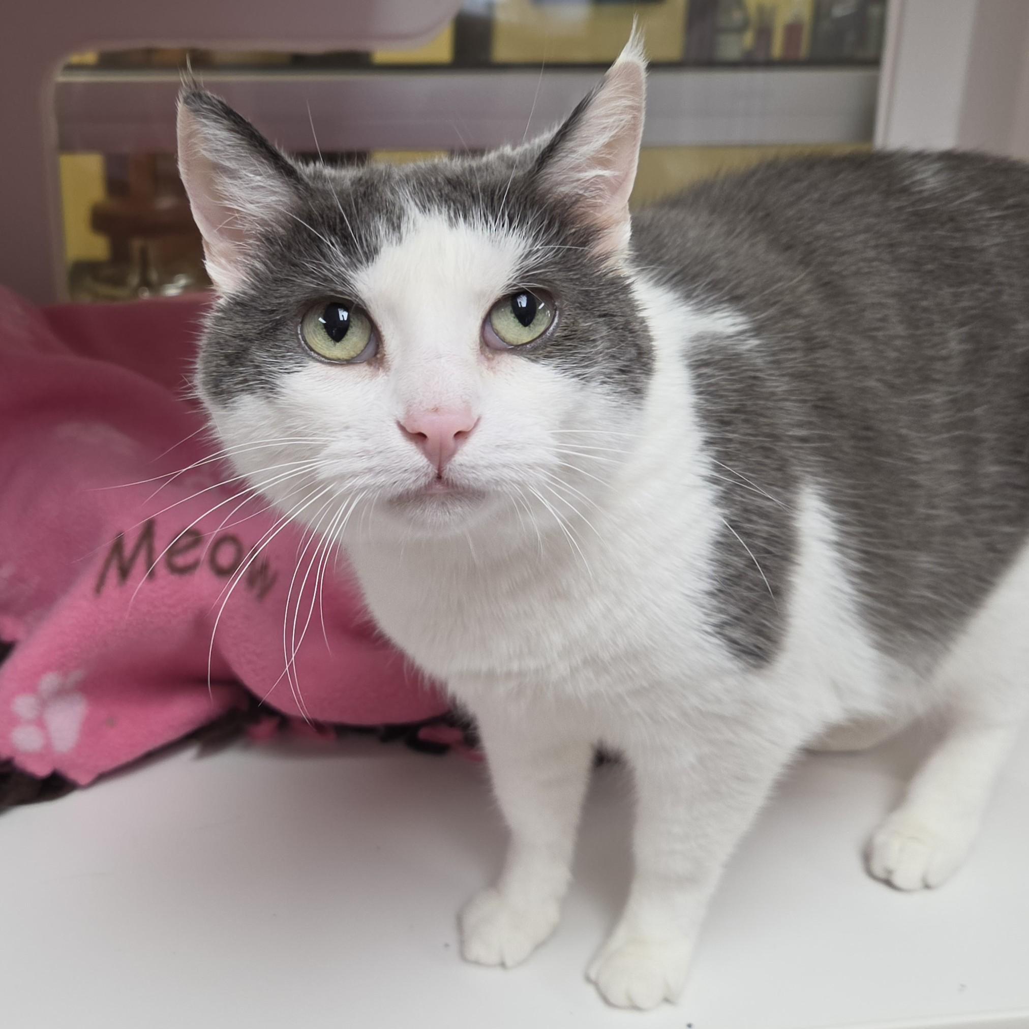 Enlarge KitKat, a ADOPTABLE Domestic Short Hair in Marshfield, WI image 5/5