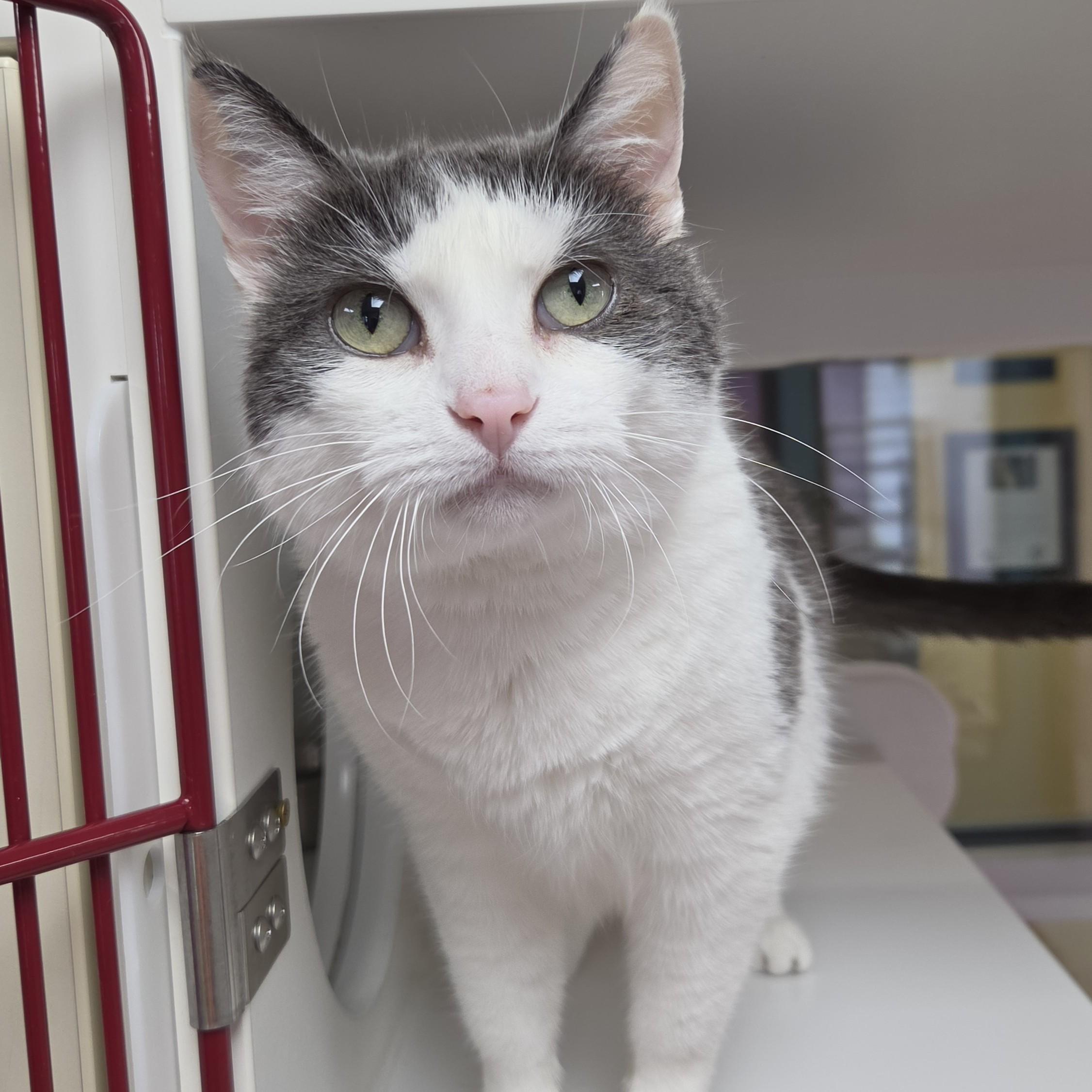 Enlarge KitKat, a ADOPTABLE Domestic Short Hair in Marshfield, WI image 3/5