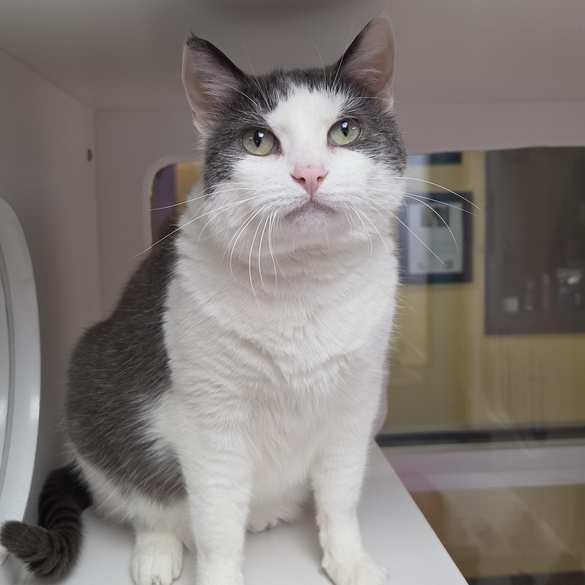KitKat, ADOPTABLE, Senior Female Domestic Short Hair.