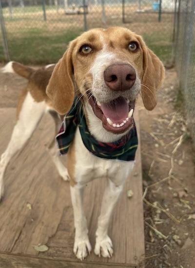 Atticus — thumbnail 4