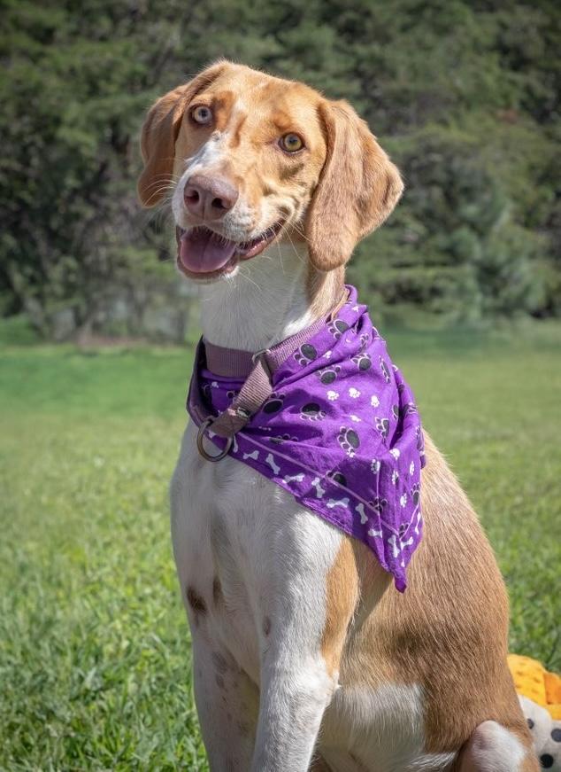 Atticus — thumbnail 5