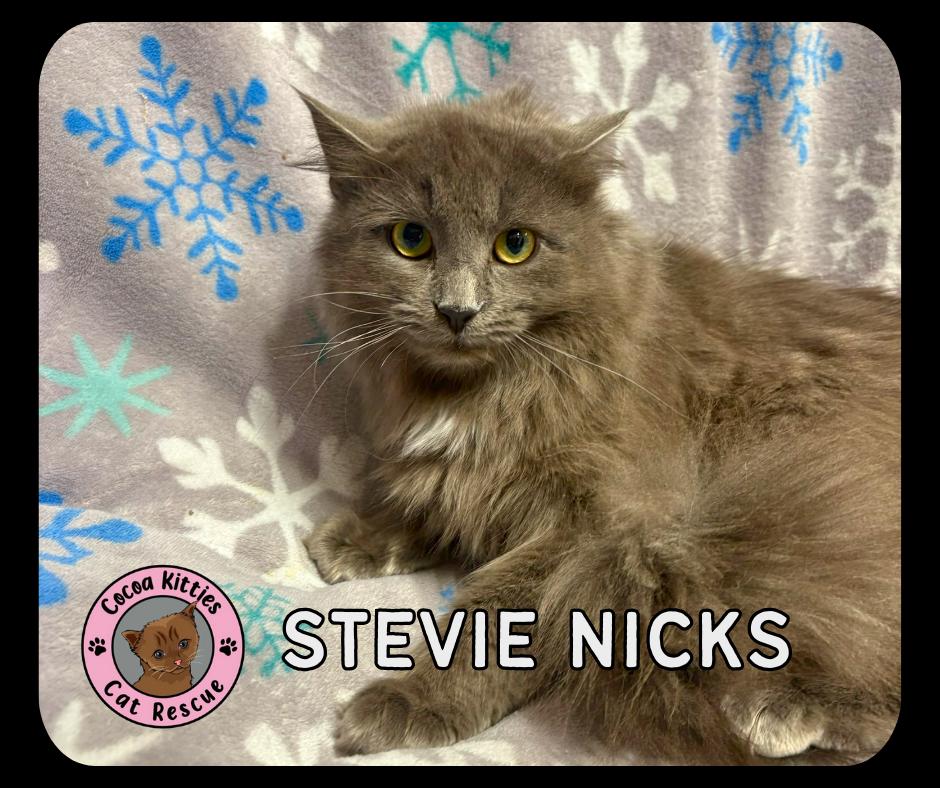 Enlarge Stevie Nicks, a Adoptable mixed breed in Hershey, PA image 1/2