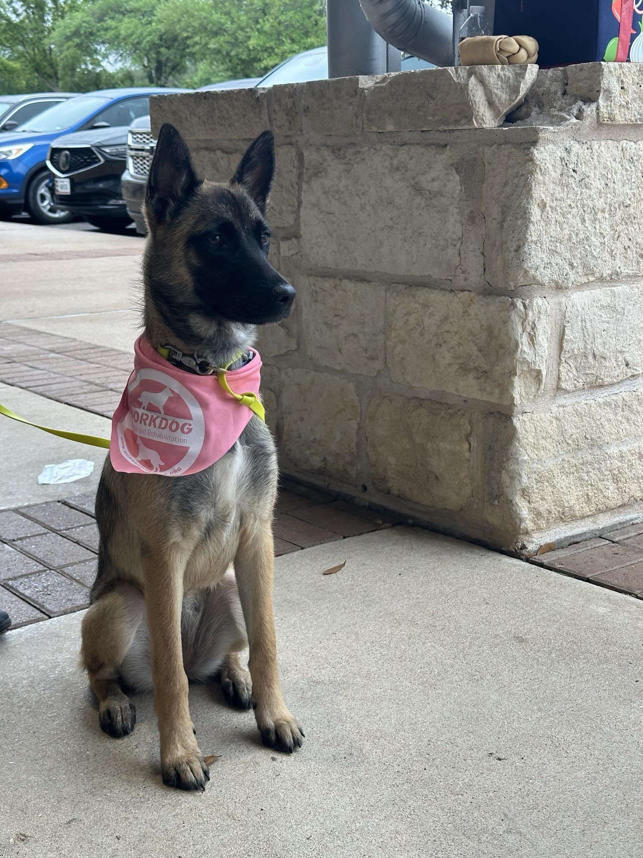 RUE, adoptable, Puppy Female Belgian Shepherd / Malinois.
