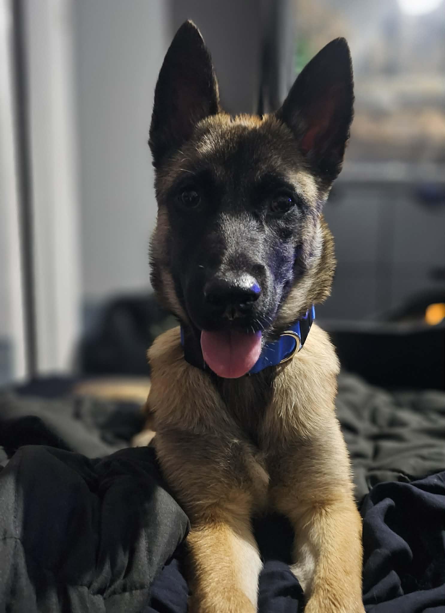 Enlarge RUE, an adoptable Belgian Shepherd / Malinois in Lockhart, TX image 3/6