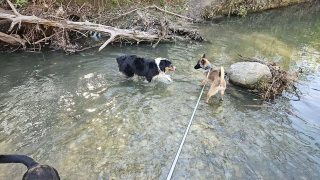 Enlarge RUE, an adoptable Belgian Shepherd / Malinois in Lockhart, TX image 4/6