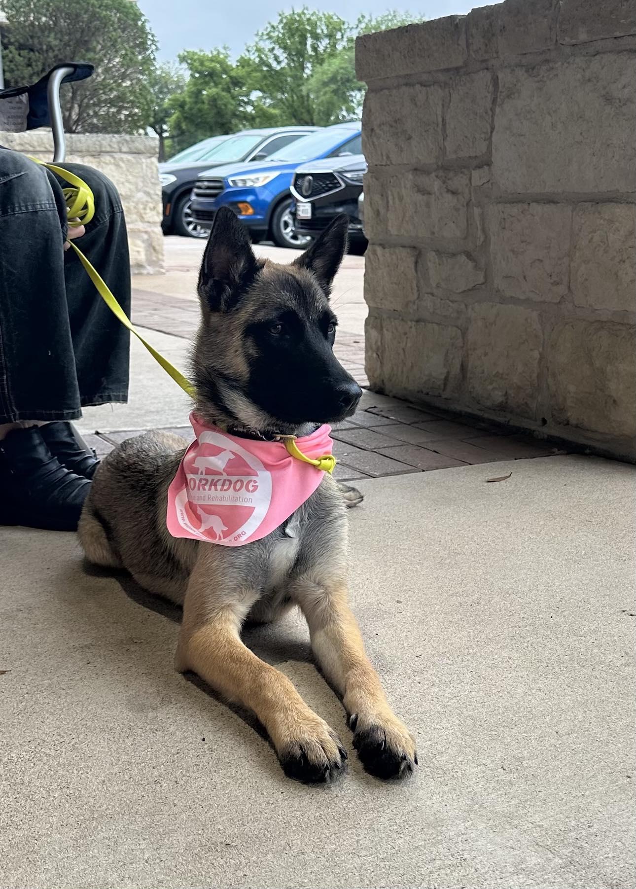 Enlarge RUE, an adoptable Belgian Shepherd / Malinois in Lockhart, TX image 2/6