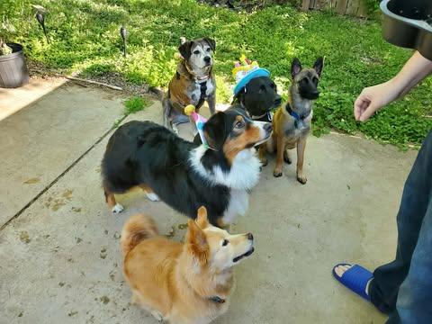 Enlarge RUE, an adoptable Belgian Shepherd / Malinois in Lockhart, TX image 6/6