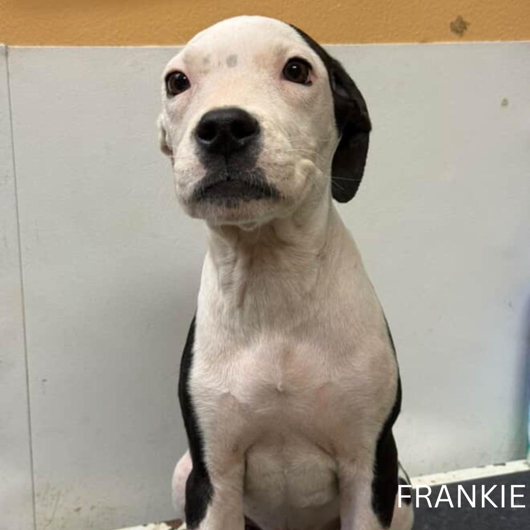 Frankie, Adoptable, Puppy Male Pit Bull Terrier.