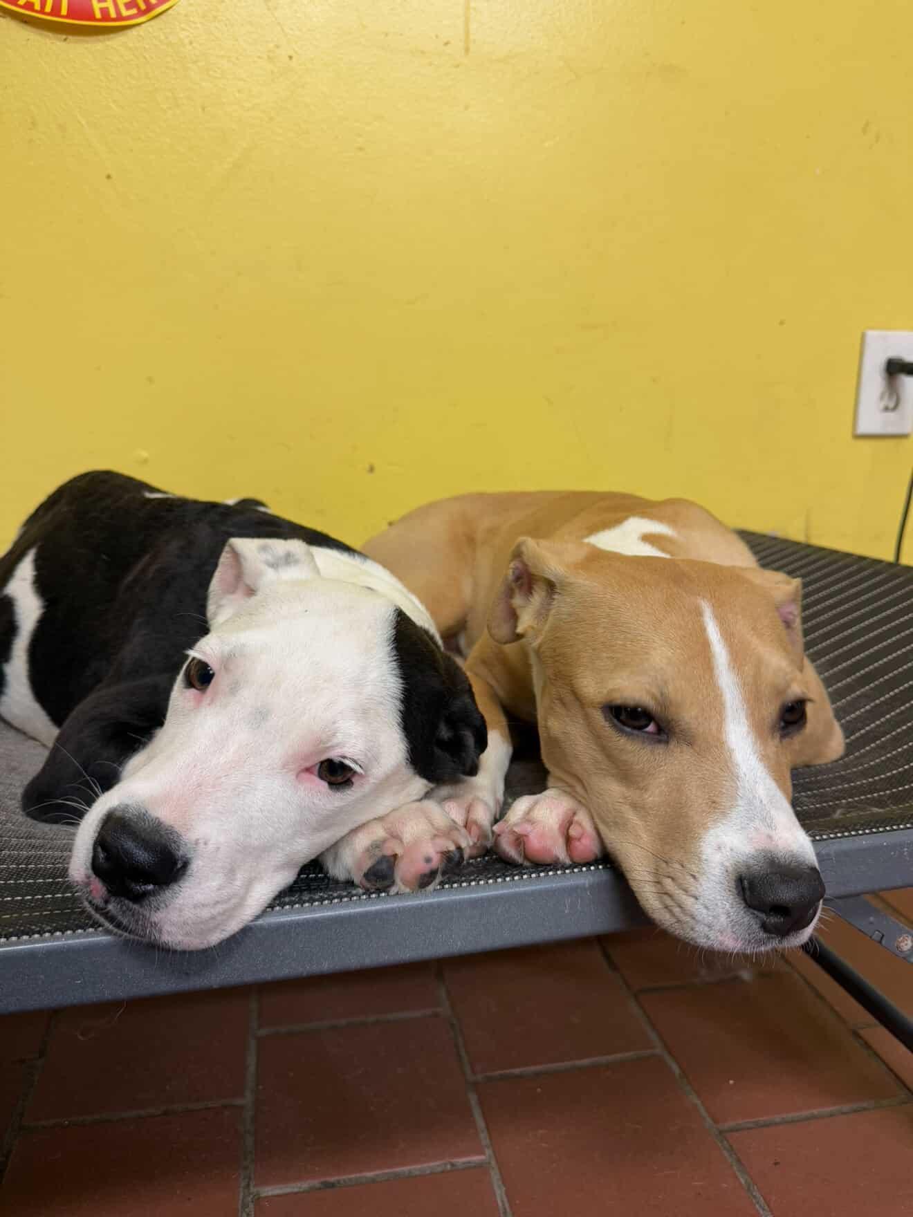 Frankie, a Adoptable Pit Bull Terrier in Cresco, PA image 4/5