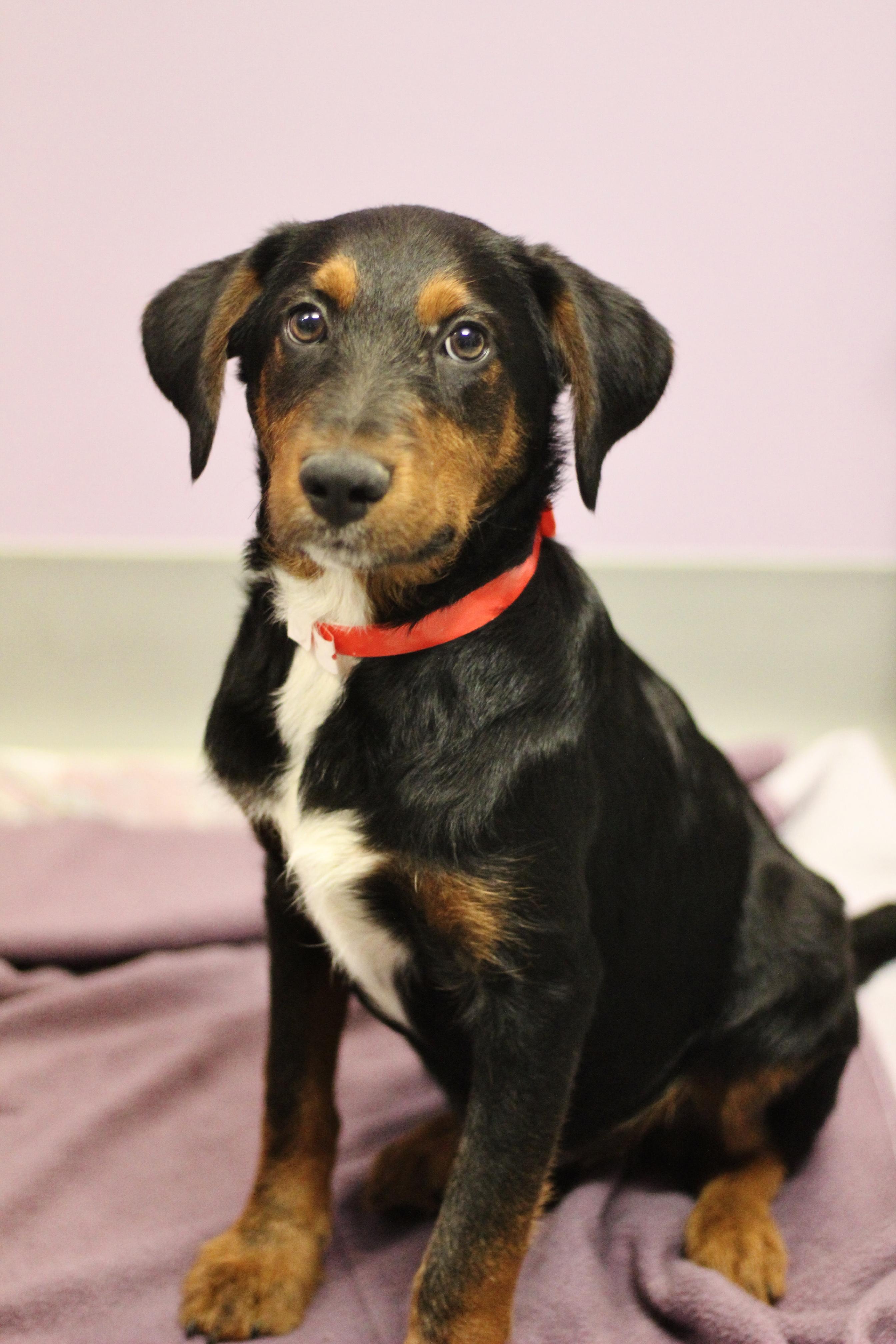 Teddy in NH. Come Meet our Adoptable Dogs Wednesday-Saturday. More info in Bio, Adoptable, Puppy Male Hound.