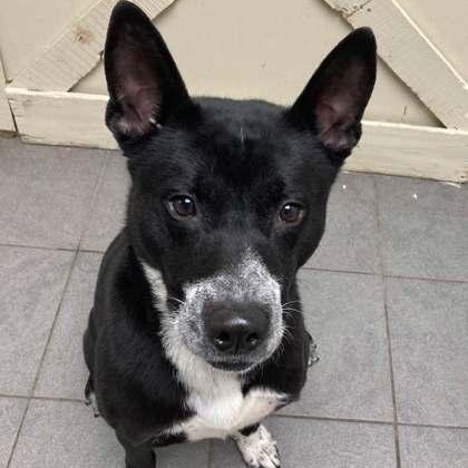 Hendrix, an adoptable Mixed Breed in Syracuse, NY, 13211 | Photo Image 2