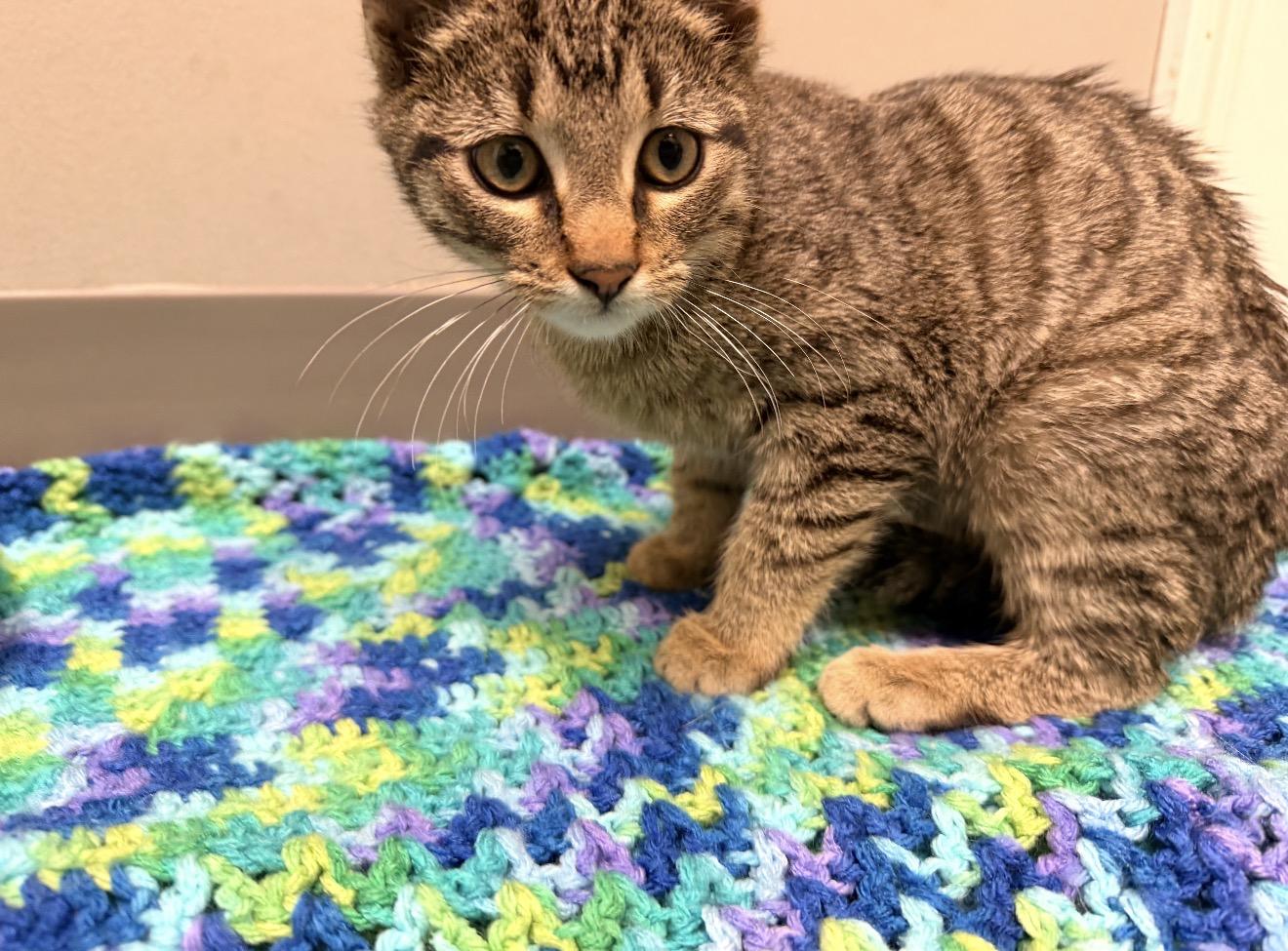 Enlarge Waylon, an adopted mixed breed in East Dundee , IL image 2/2