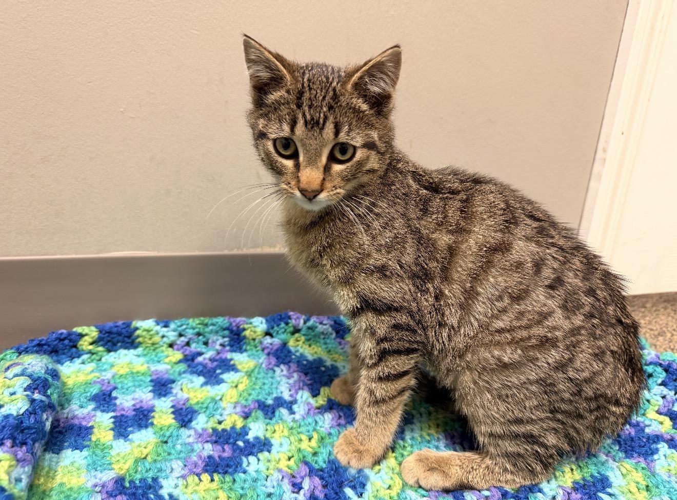 Waylon, adopted, Kitten Male Tabby.