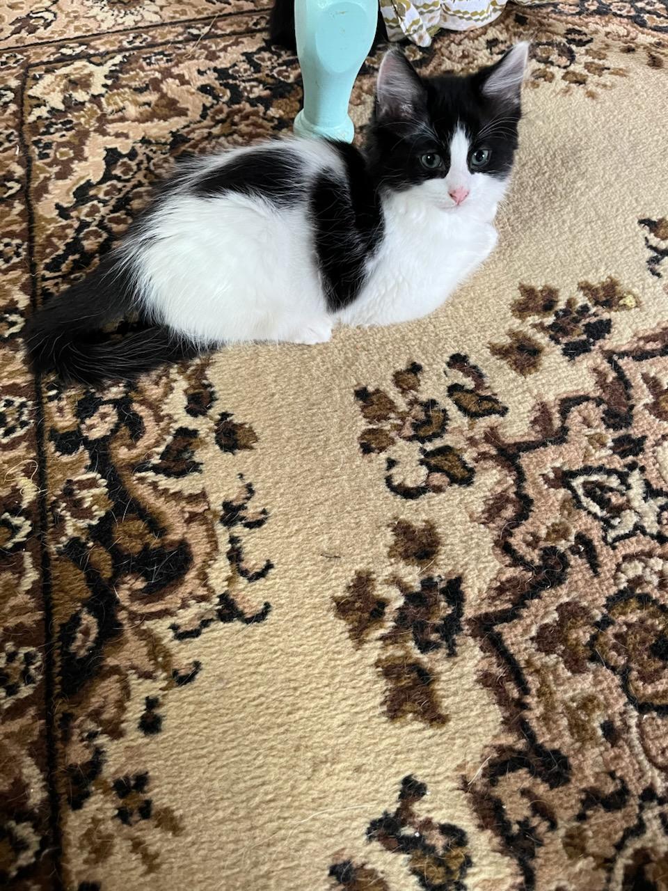 Tusk, ADOPTABLE, Kitten Male Domestic Medium Hair.