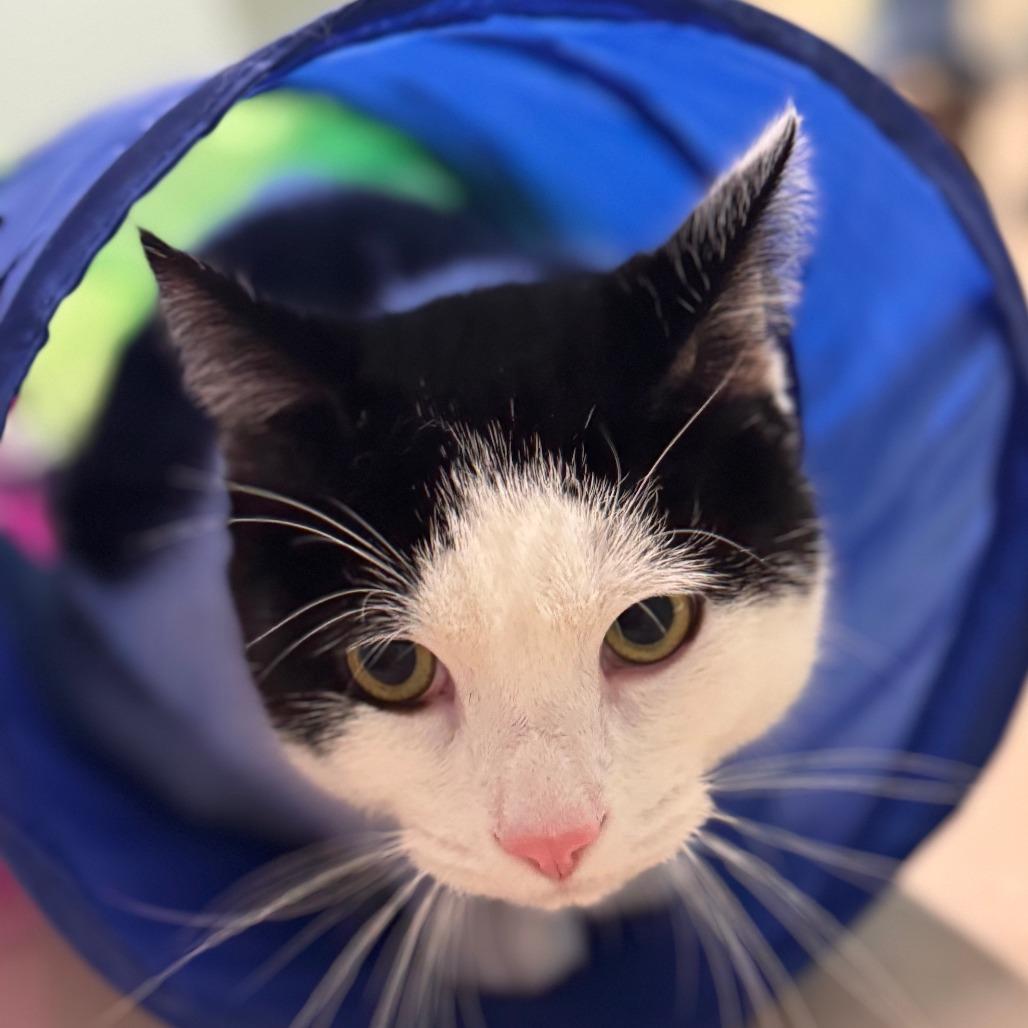 John Wayne, Adoptable, Adult Male Domestic Short Hair.