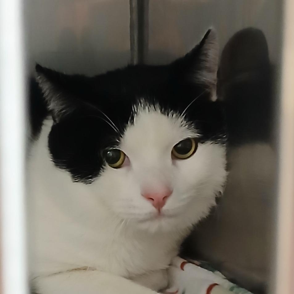 John Wayne, a Adoptable Domestic Short Hair in Pittsford, VT image 2/2