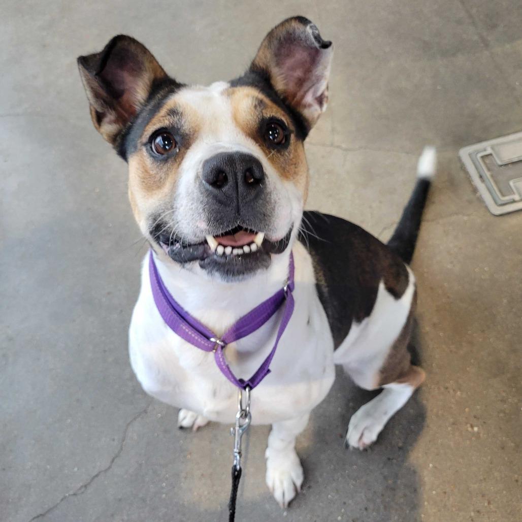 Cookie Dough, Adoptable, Adult Female Pit Bull Terrier & Cattle Dog.