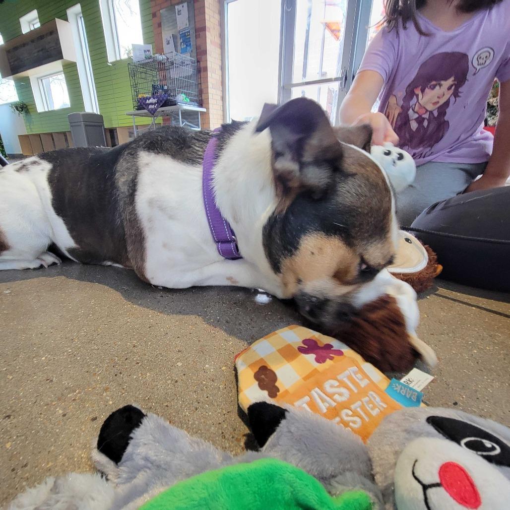 Enlarge Cookie Dough, a Adoptable mixed breed in Waco, TX image 3/6