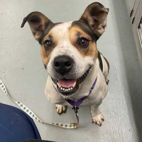 Enlarge Cookie Dough, a Adoptable mixed breed in Waco, TX image 5/6