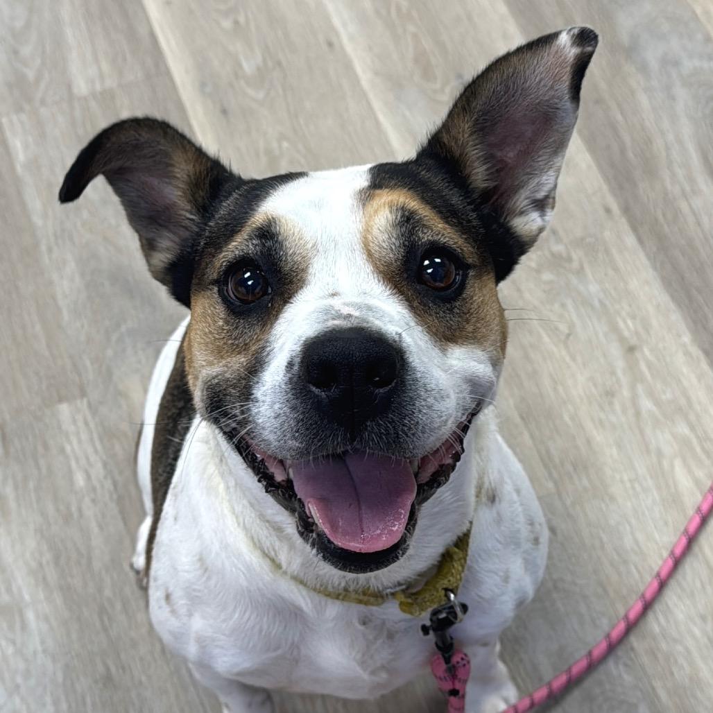 Enlarge Cookie Dough, a Adoptable mixed breed in Waco, TX image 6/6