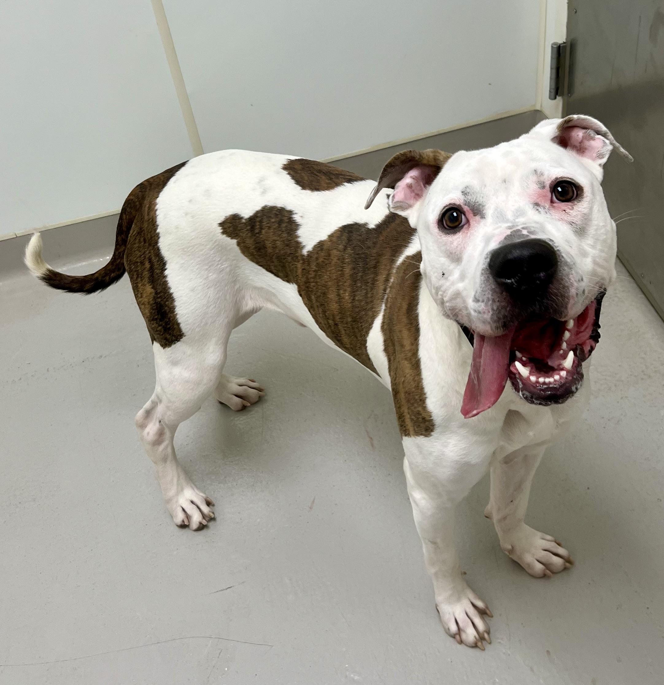 Enlarge Tig, a Adoptable mixed breed in Danville, IN image 4/4