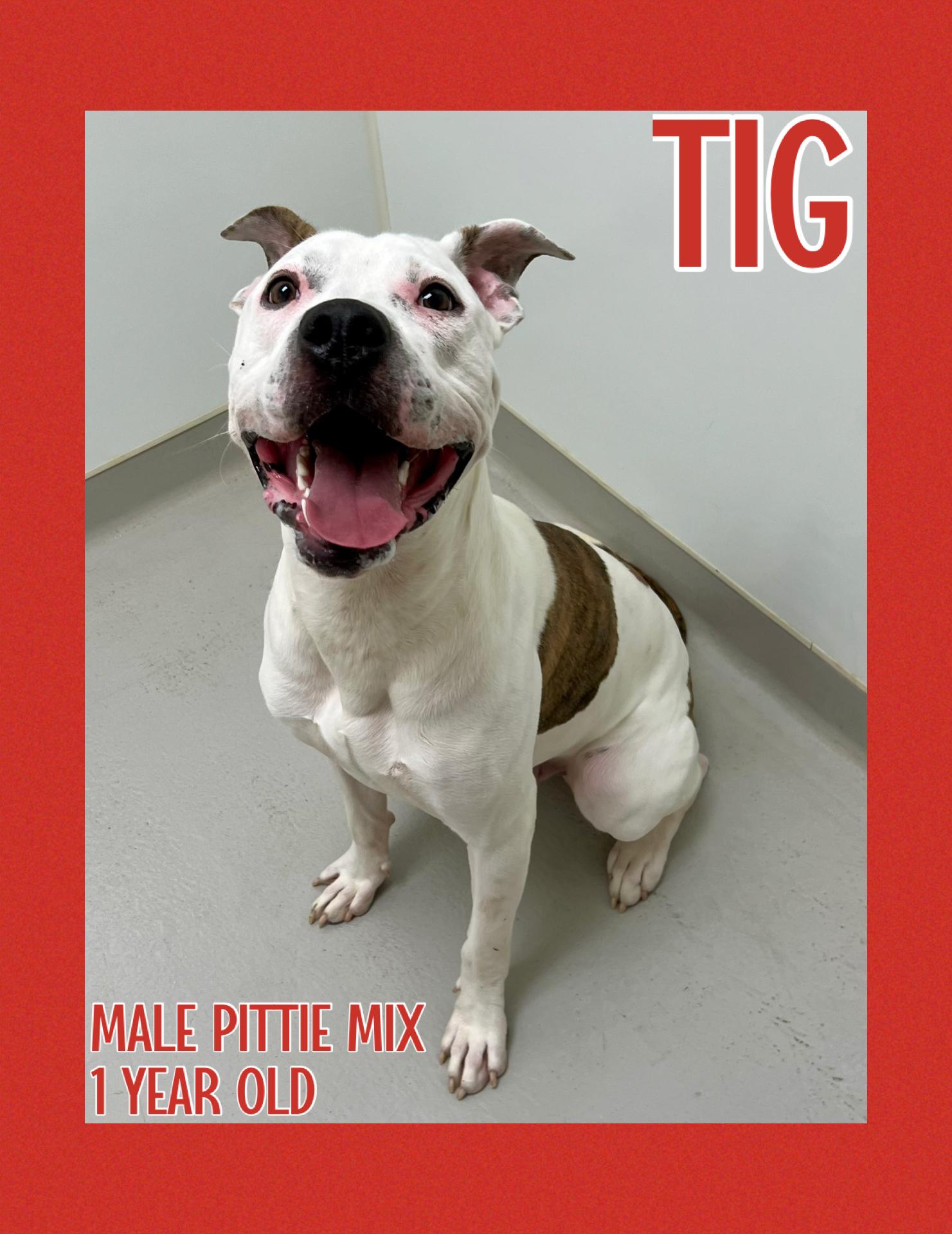 Tig, Adoptable, Young Male Pit Bull Terrier.
